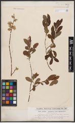 Foto von Salix aurita L. x Salix purpurea L.